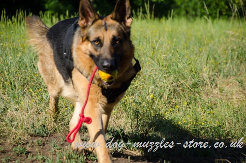 German shepherd puppy sales eating poop